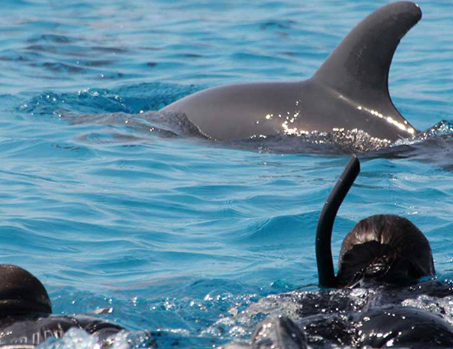 Kizimkazi Dolphin Tour