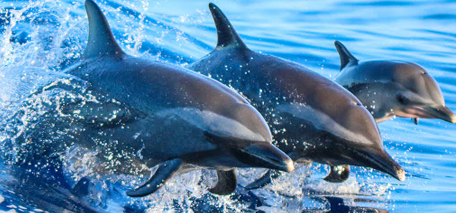Kizimkazi Dolphin Tour