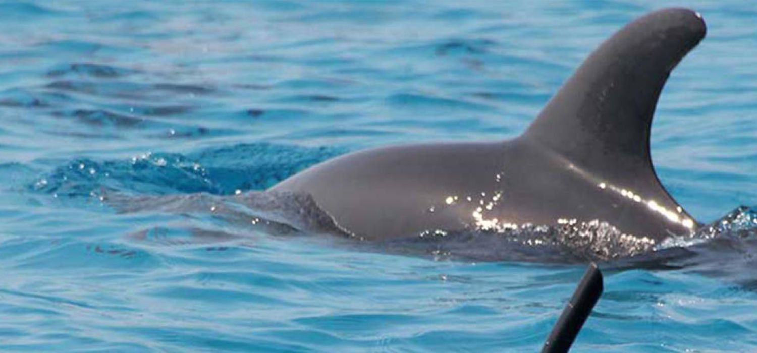 Kizimkazi Dolphin Tour