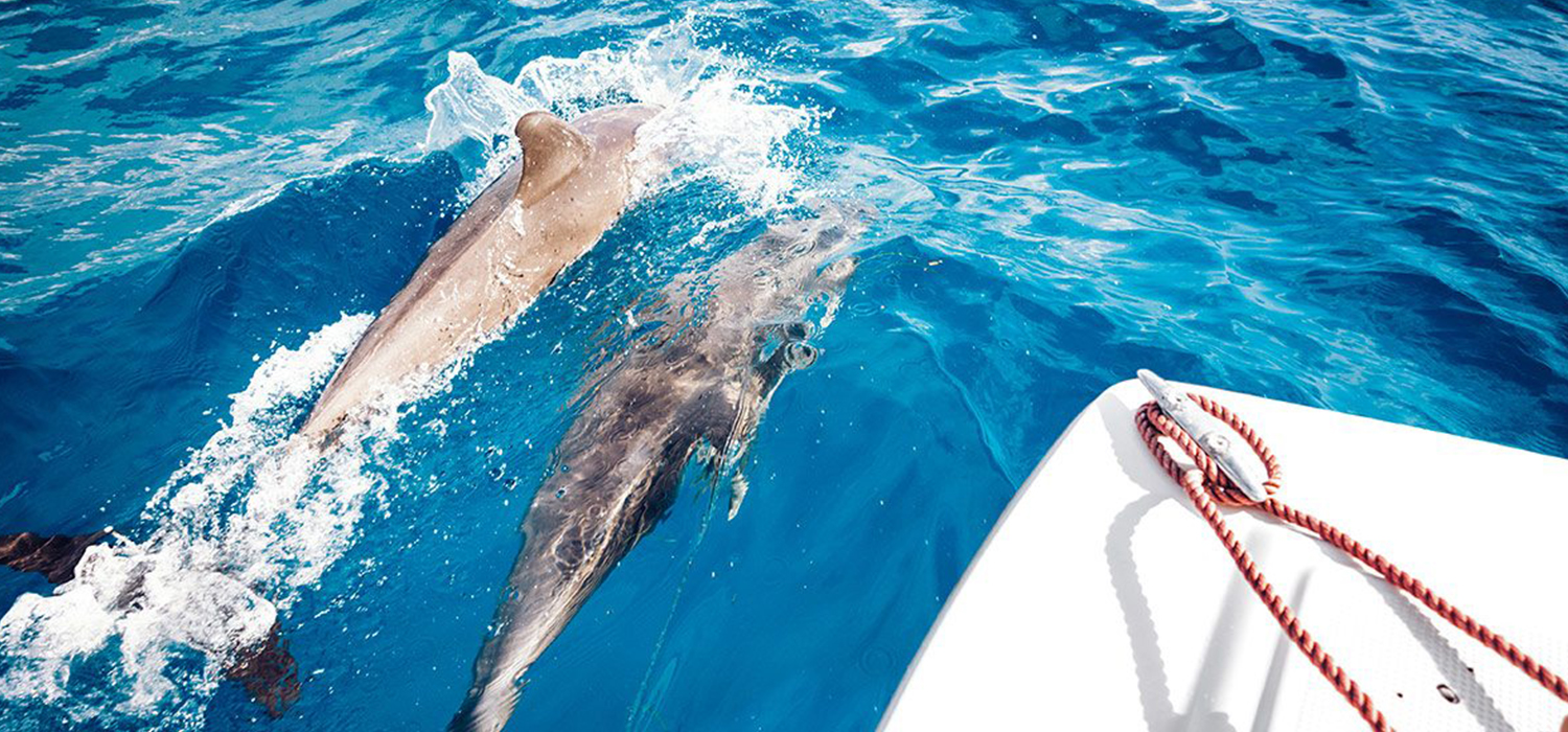 Kizimkazi Dolphin Tour