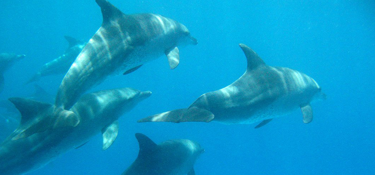 Kizimkazi Dolphin Tour