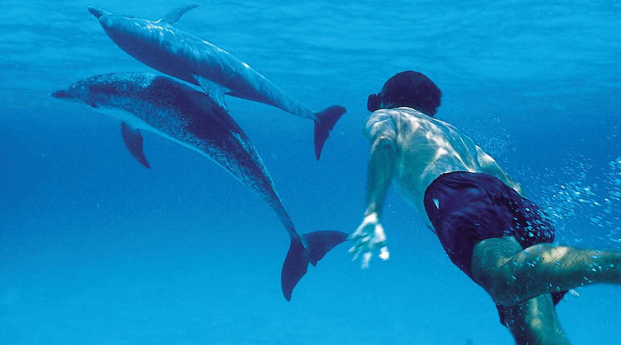 Kizimkazi Dolphin Tour
