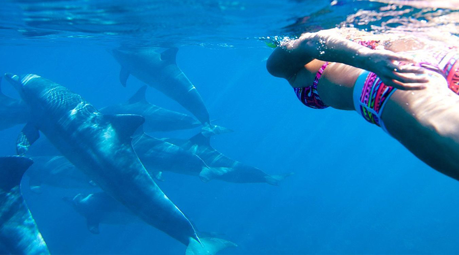 Kizimkazi Dolphin Tour
