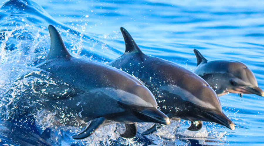 Kizimkazi Dolphin Tour