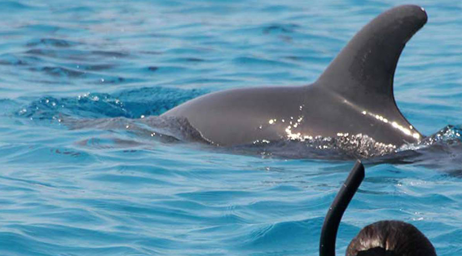 Kizimkazi Dolphin Tour