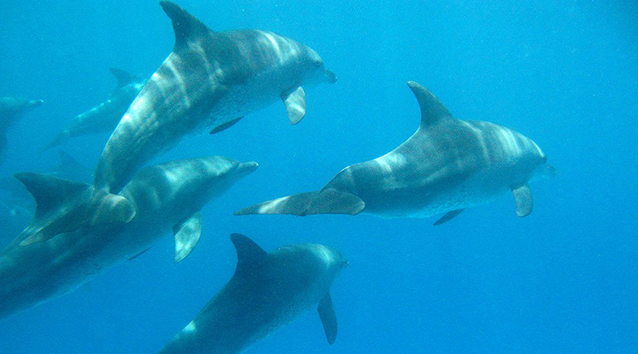 Kizimkazi Dolphin Tour