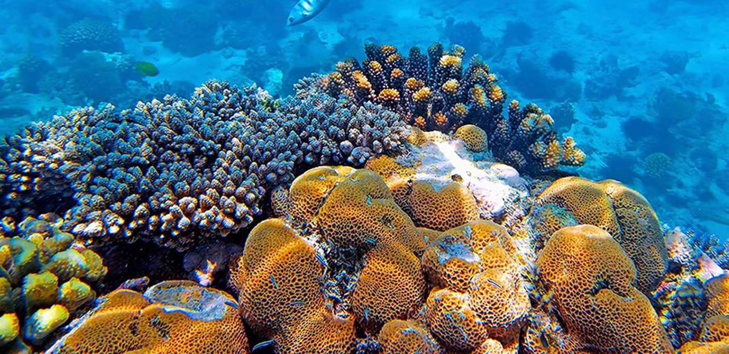 Snorkeling at Mnemba Atoll